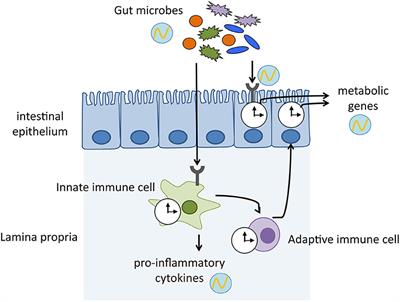 The Circadian Clock as an Essential Molecular Link Between Host Physiology and Microorganisms